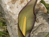 Arum concinnatum 2, Saxifraga-Jan van der Straaten